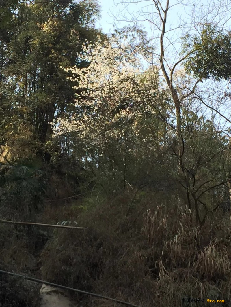 图2 山花烂漫