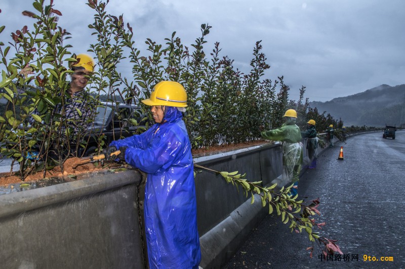 图为：北新路桥福建顺邵高速项目绿化工人冒雨在中央分隔带种树  雒焕鼎摄
